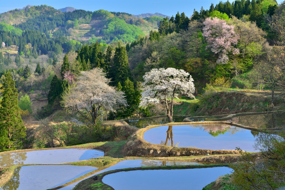 Tokamachi: Petals reflected in rice paddies