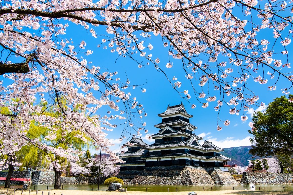 Matsumoto: A medieval fortress amongst the blossoms