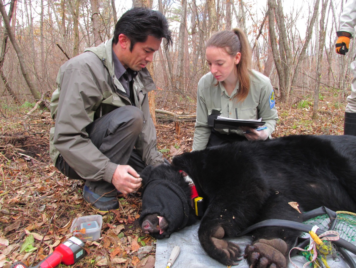 "After the bears have been tranquilized, interns photograph them and collect hair, scat, and tick samples for analysis. "