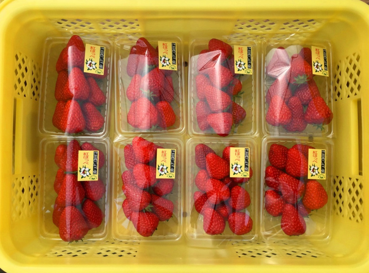 2、世田谷草莓熟