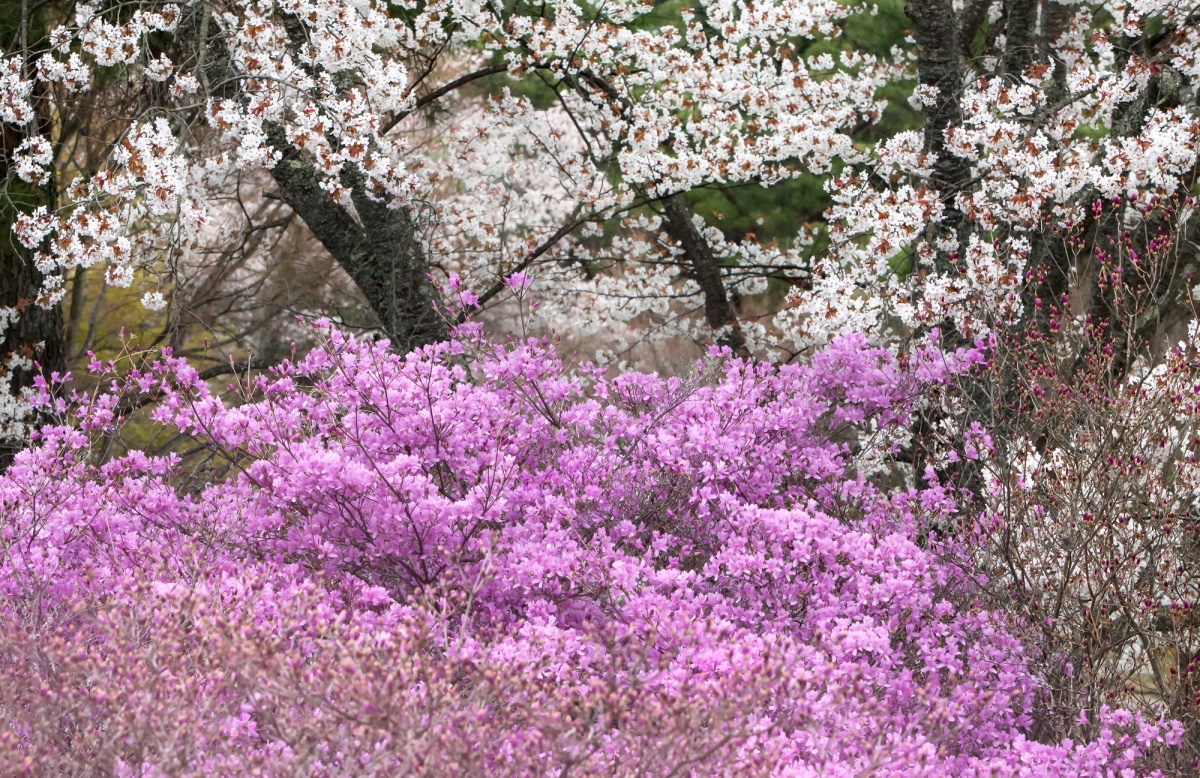 4. สวนยาทากะยามะ (Yatakayama Park) จังหวัดโอคายามะ (Okayama)