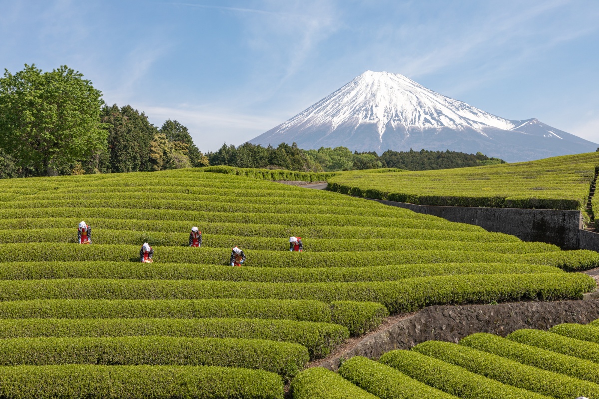 2. นิฮนไดระ (Nihondaira) จังหวัดชิซุโอกะ (Shizuoka)