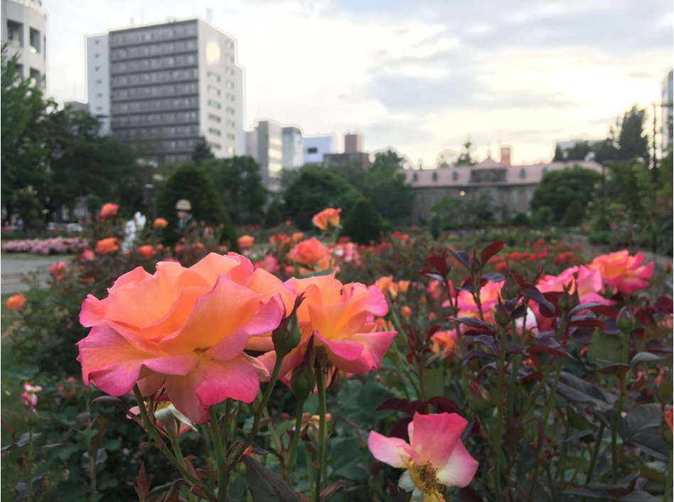 6:00 pm: Golden Hour Photo Walk Through Odori Park