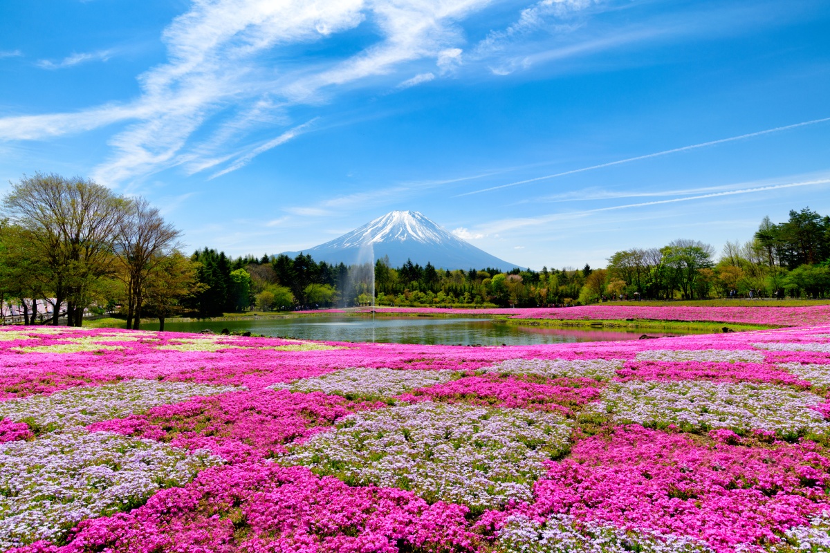 富士本栖湖渡假村的富士芝櫻祭