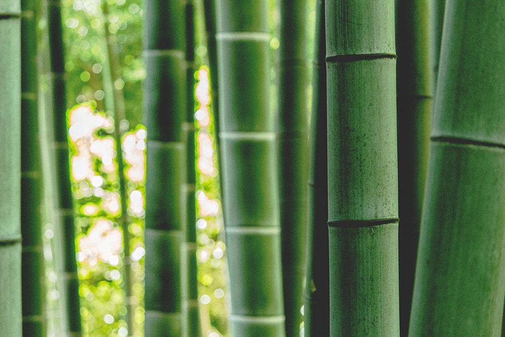 竹工艺的未来