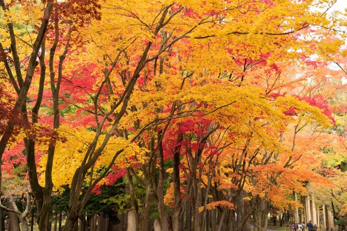 7. สวนสาธารณะมิฮาราชิ ฮอกไกโด (Miharashi Park, Hokkaido)