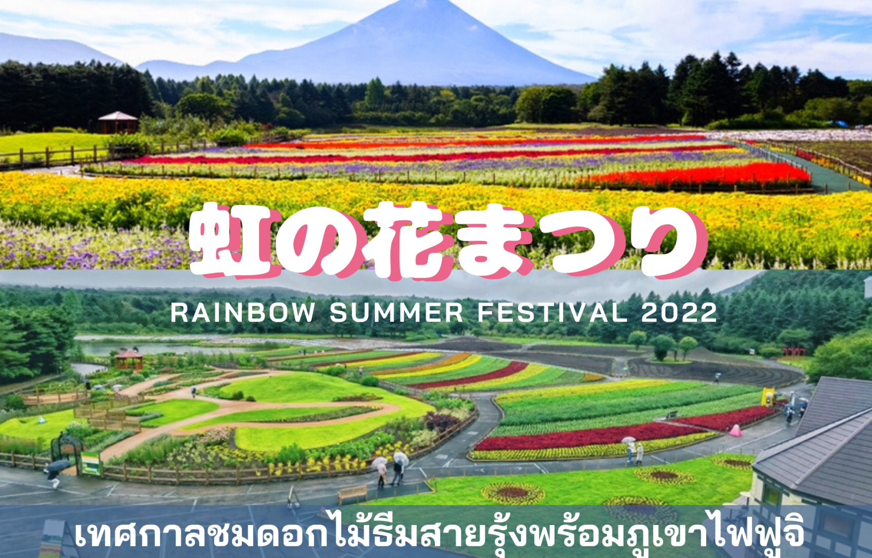 จัดครั้งแรก! เทศกาลชมดอกไม้ Rainbow Summer Festival 2022 พร้อมวิวภูเขาไฟฟูจิ