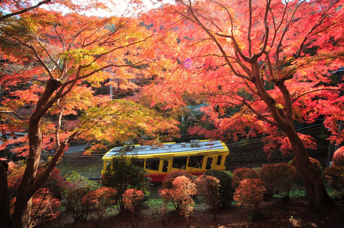 13. งานเทศกาลชมใบไม้เปลี่ยนสีภูเขาทาคาโอะ (Mt.Takao Autumn Leaves Festival)