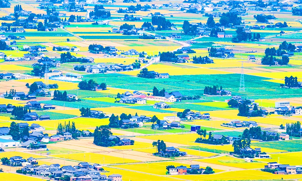 日本自由行：金黄色的梦幻田园，富山县美丽乡村之旅①