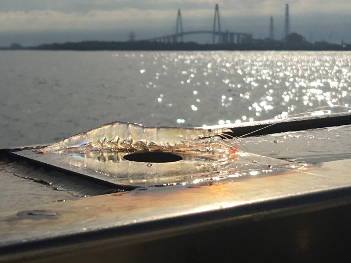 Case 3: Conservation of the Jewel of Toyama Bay, the White Shrimp -the Sustainability Award 2020