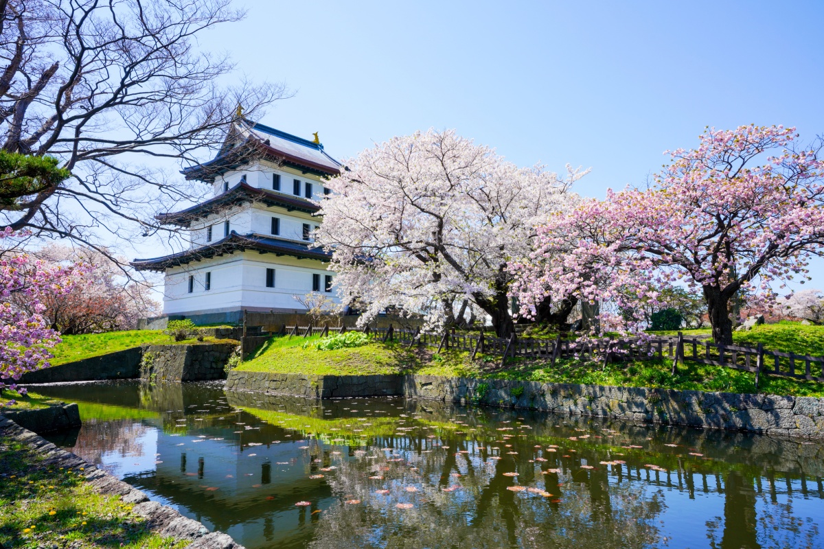6. ชมซากุระคู่กับปราสาทหนึ่งเดียวในฮอกไกโดที่เมืองมัตสึมาเอะ (Matsumae Castle)