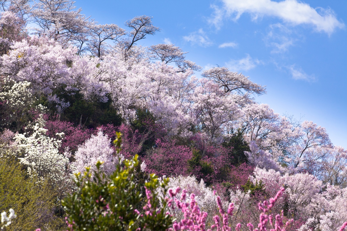 2. สวนฮานามิยามะ จังหวัดฟุกุชิม่า (Hanamiyama Park, Fukushima)