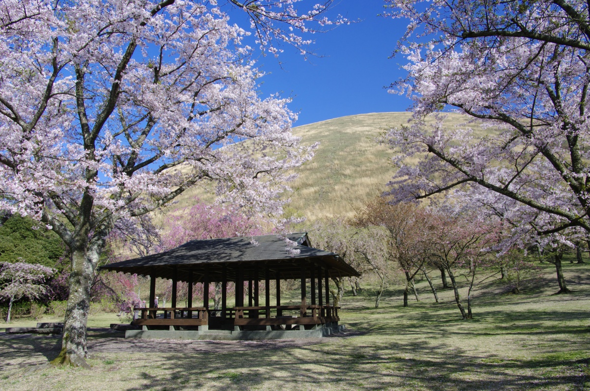 3. สวนซากุระ โนะ ซาโตะ จังหวัดชิซุโอกะ (Sakura no Sato, Shizuoka)