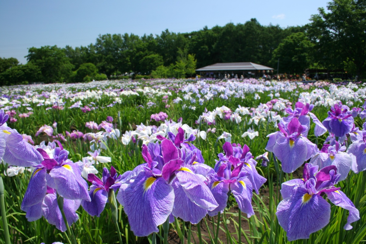 10. สวนดอกไอริสฮักโคะกักคุเอ็น จังหวัดฮอกไกโด (Hakko Gakuen Iris Garden, Hokkaido)