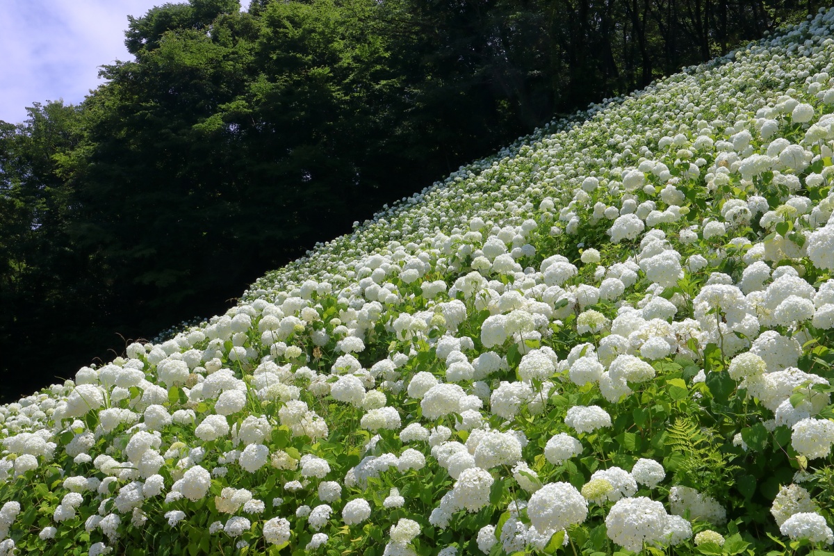 5. สวนอะจิไซ โตเกียวซัมเมอร์แลนด์ (Tokyo Summerland) เมืองอากิรุโนะ จังหวัดโตเกียว (Akiruno, Tokyo)