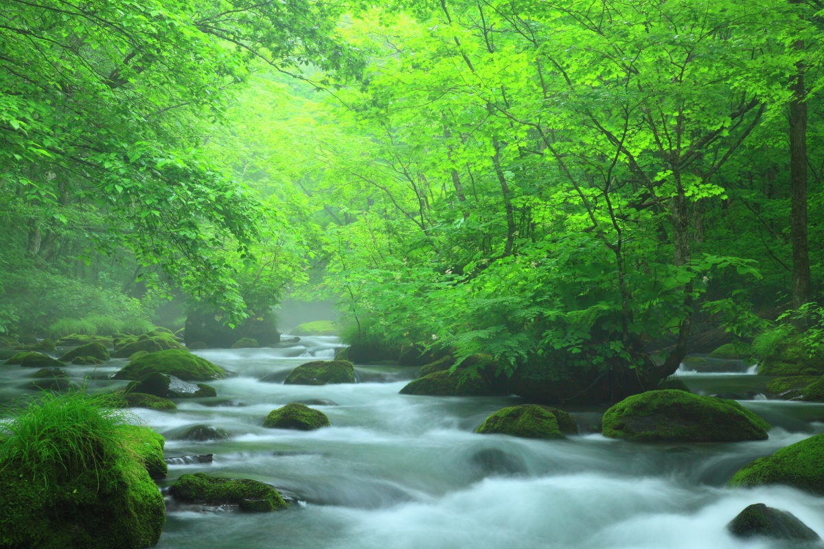 16. สัมผัสธรรมชาติกับลำธารโออิราเสะ จังหวัดอาโอโมริ (Oirase Stream, Aomori)