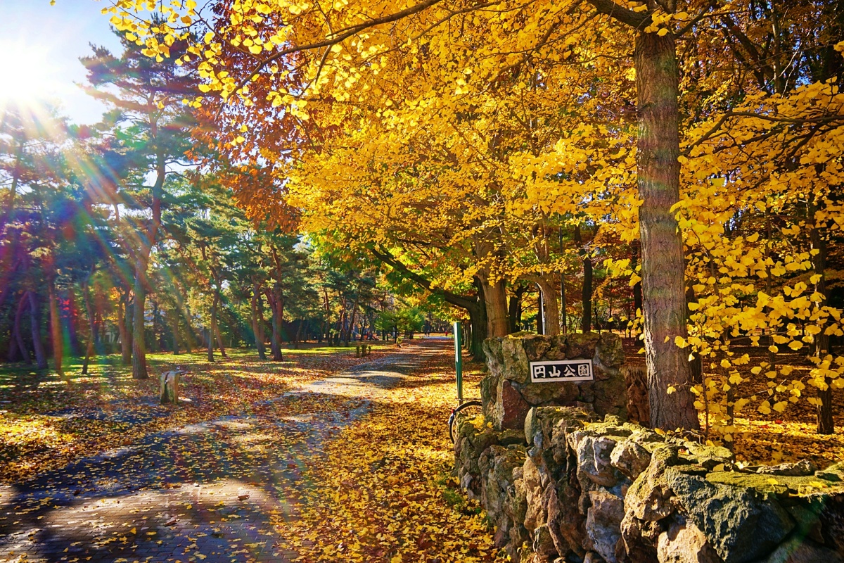 秋彩宜人遍地黃毯｜圓山公園、北海道神宮