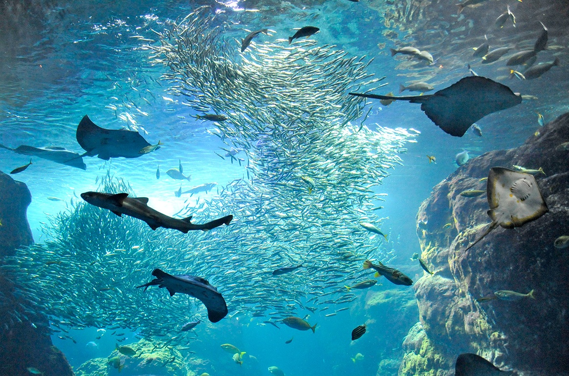 新江之岛水族馆