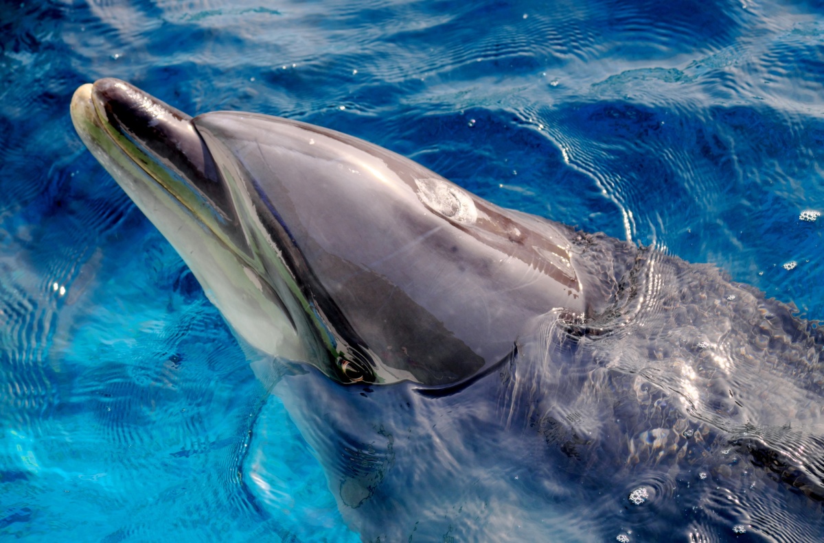 品川水族馆