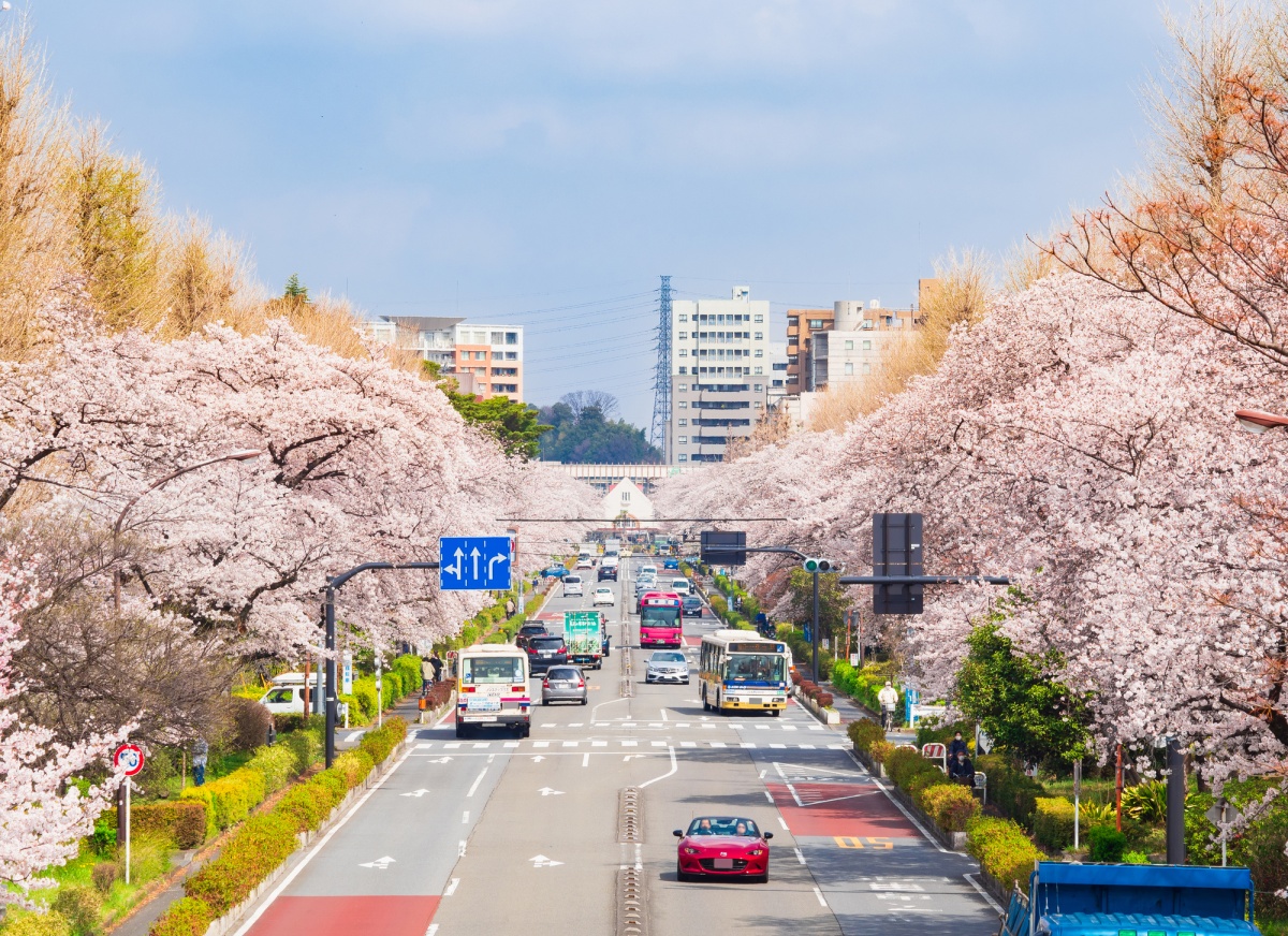 2. ถนนซากุระโดริ เมืองคุนิทาจิ (Kunitachi City University Street : 国立市大学通り・桜通り)