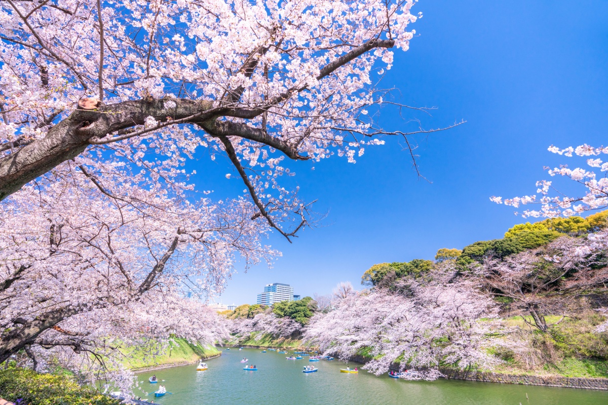 4. สวนจิโดริกะฟุจิ  (Chidori-ga-fuchi Green Way: 千鳥ヶ淵緑道)