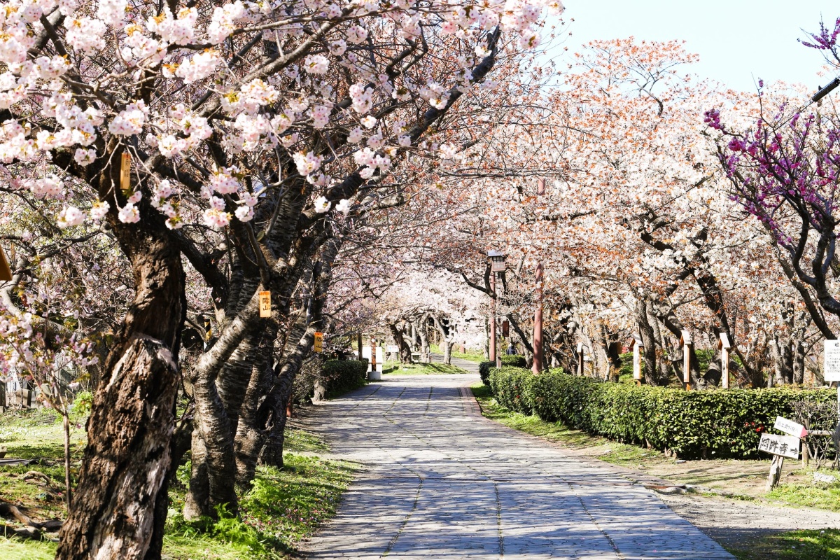 TOP5_櫻花與城池之美相映成趣｜北海道・松前公園