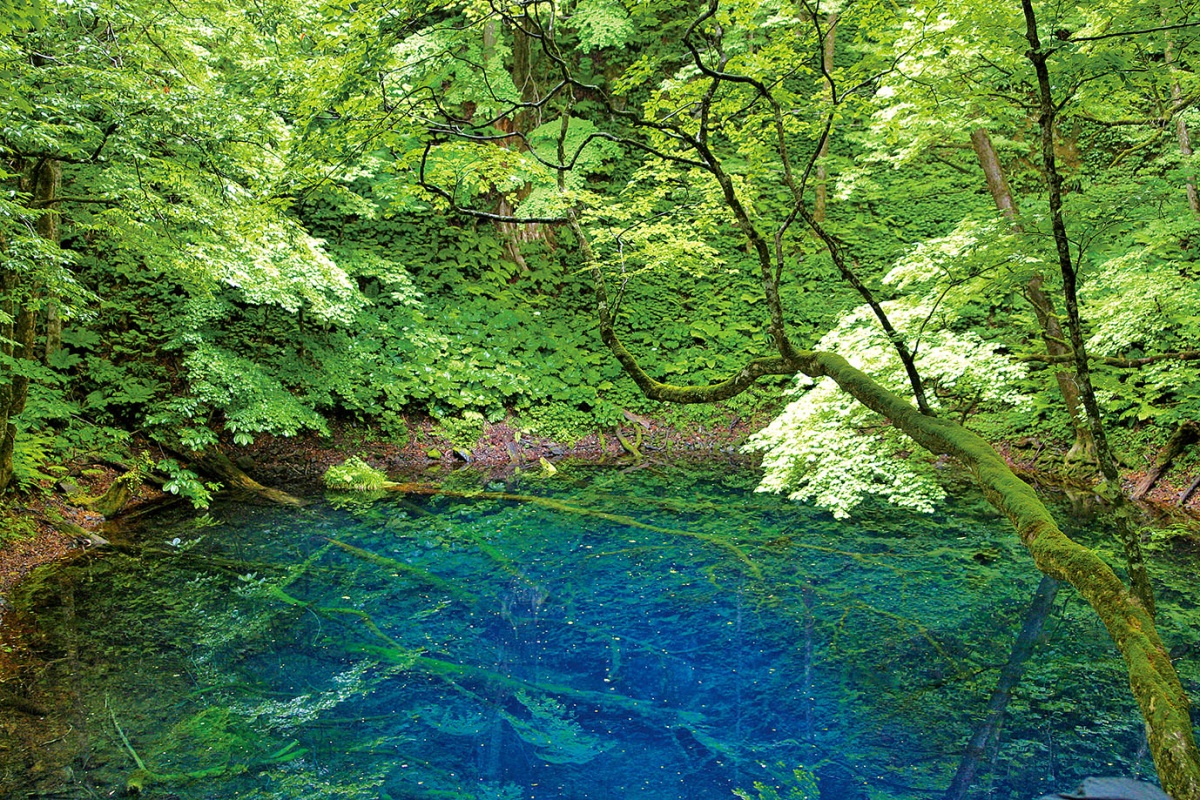 The Shirakami-Sanchi Mountain Range