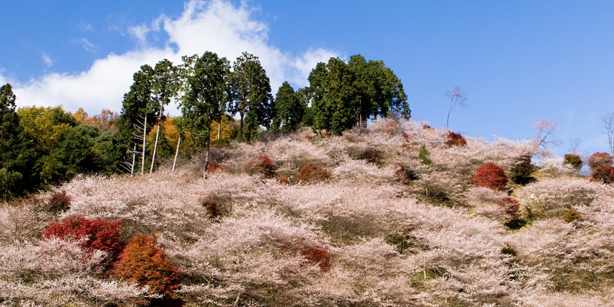 丰田市小原町：小原四季樱祭