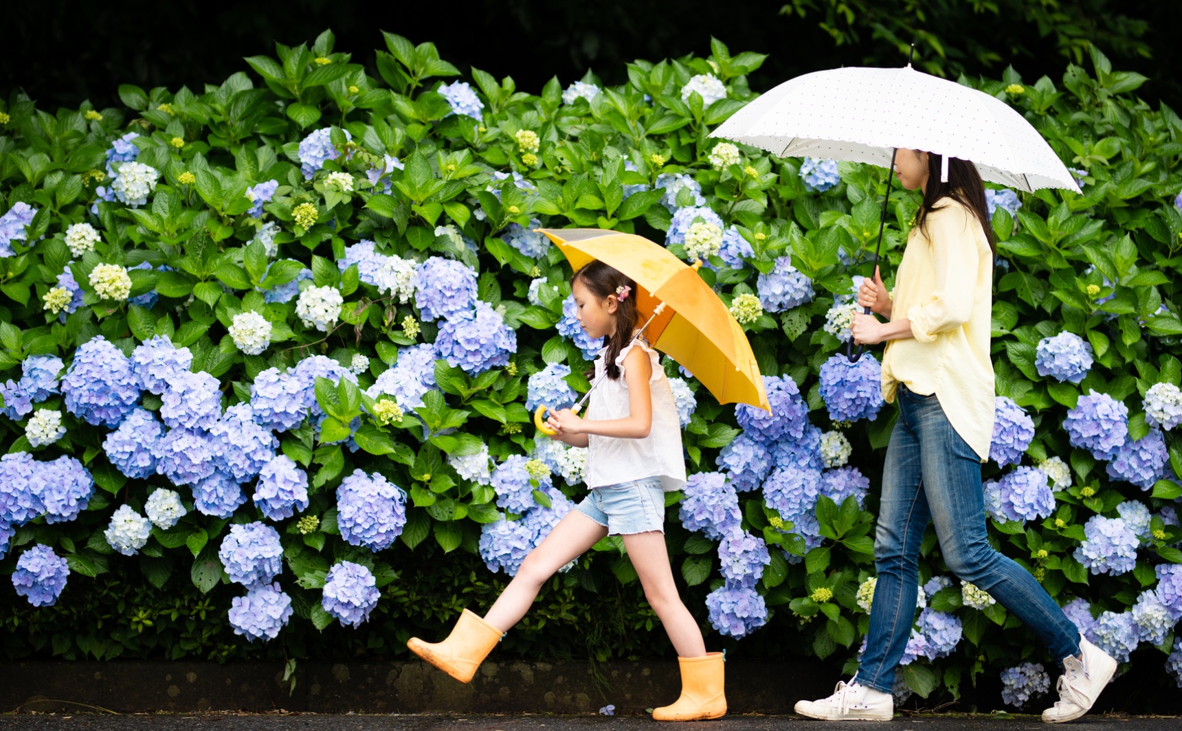 2025日本梅雨季超全攻略：从入梅时间预测到出行生活指南