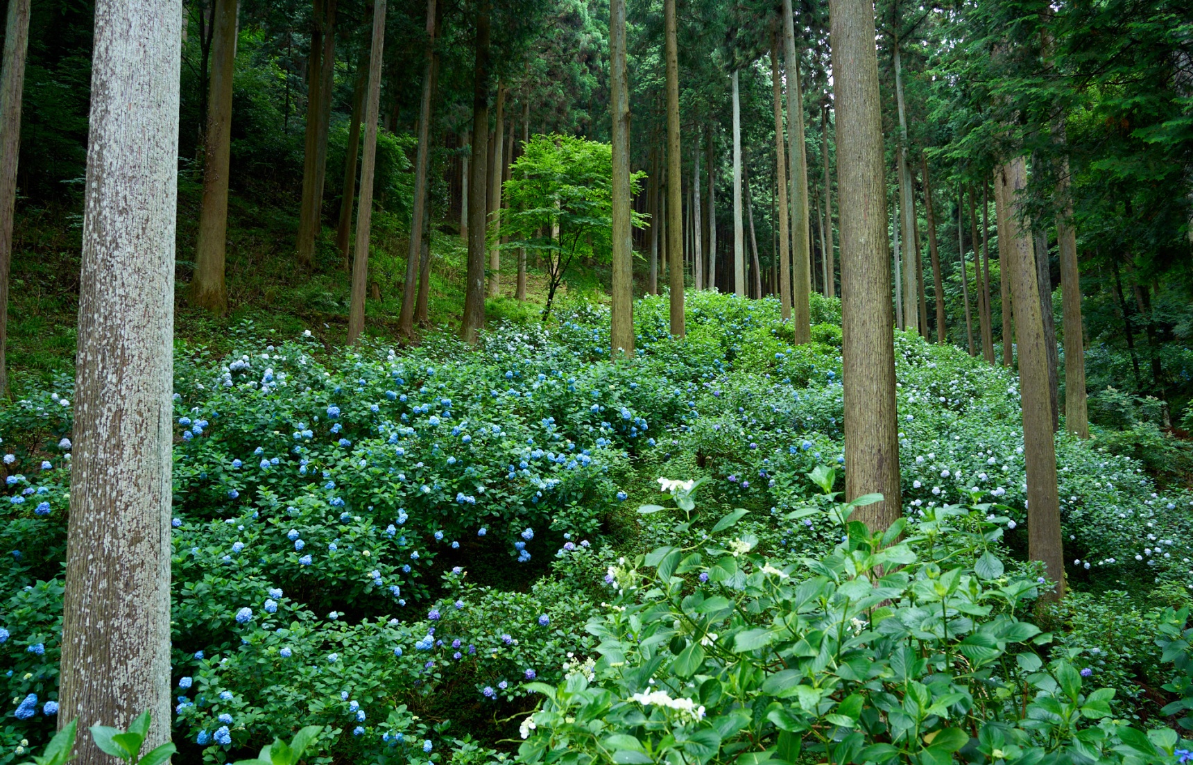Uncharted Tokyo 1｜Hydrangea Mountain: From a Dream to a Sustainable Natural Wonder