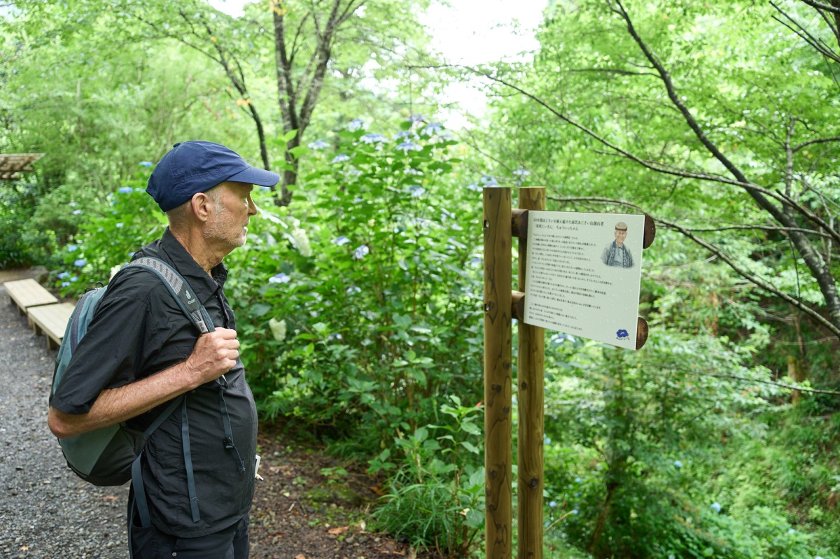 The Story of How a Single Hydrangea Came to Color an Entire Mountain