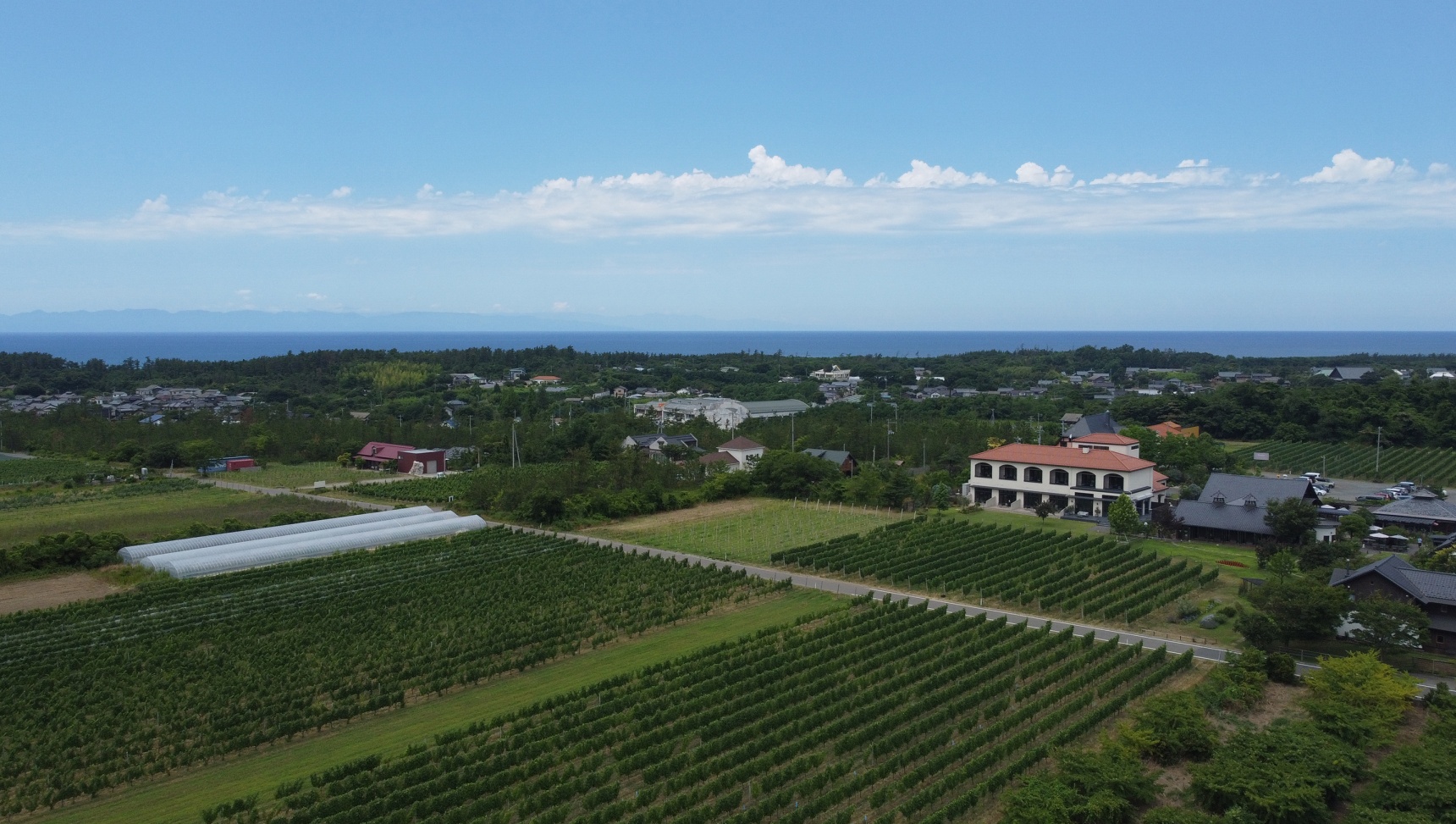 Niigata Wine Coast: A Wine Region Built From Scratch