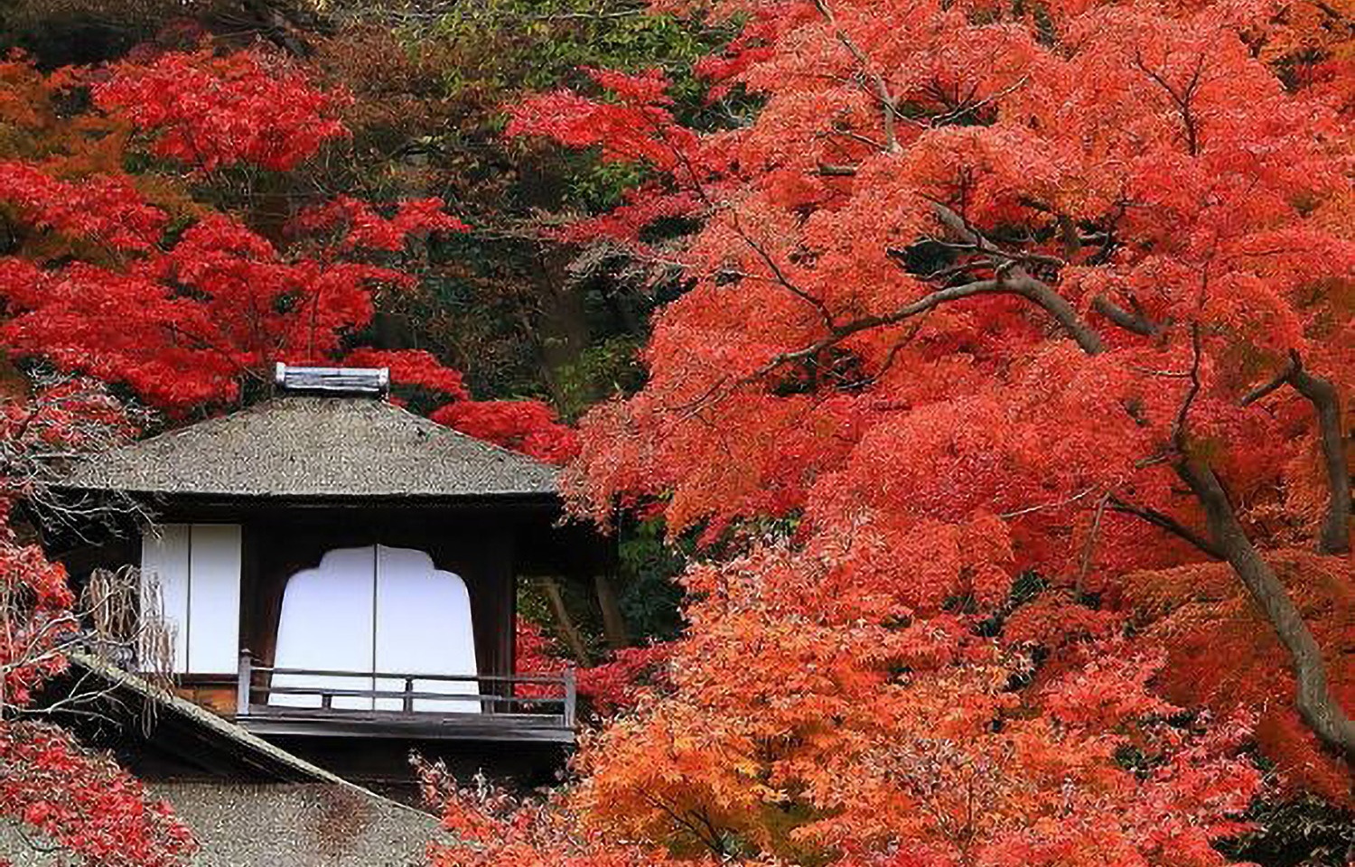 紅葉と文化が響き合う秋の庭　三溪園で「聴秋閣」奥の遊歩道を特別開放