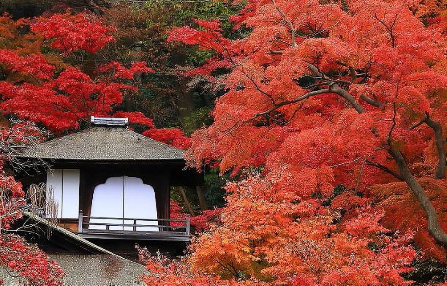 Autumn Colors and Culture: Special Seasonal Events at Sankeien Garden