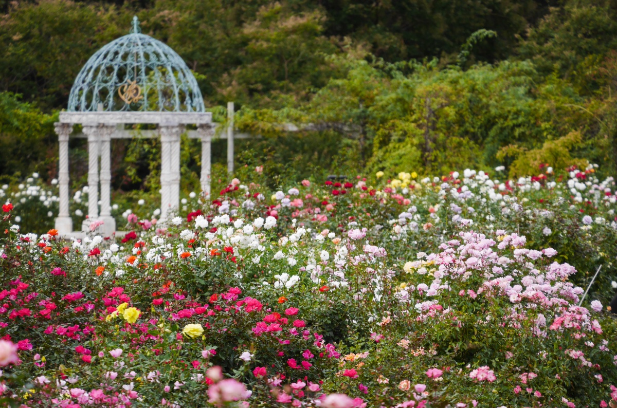 千叶：玫瑰园万圣夜