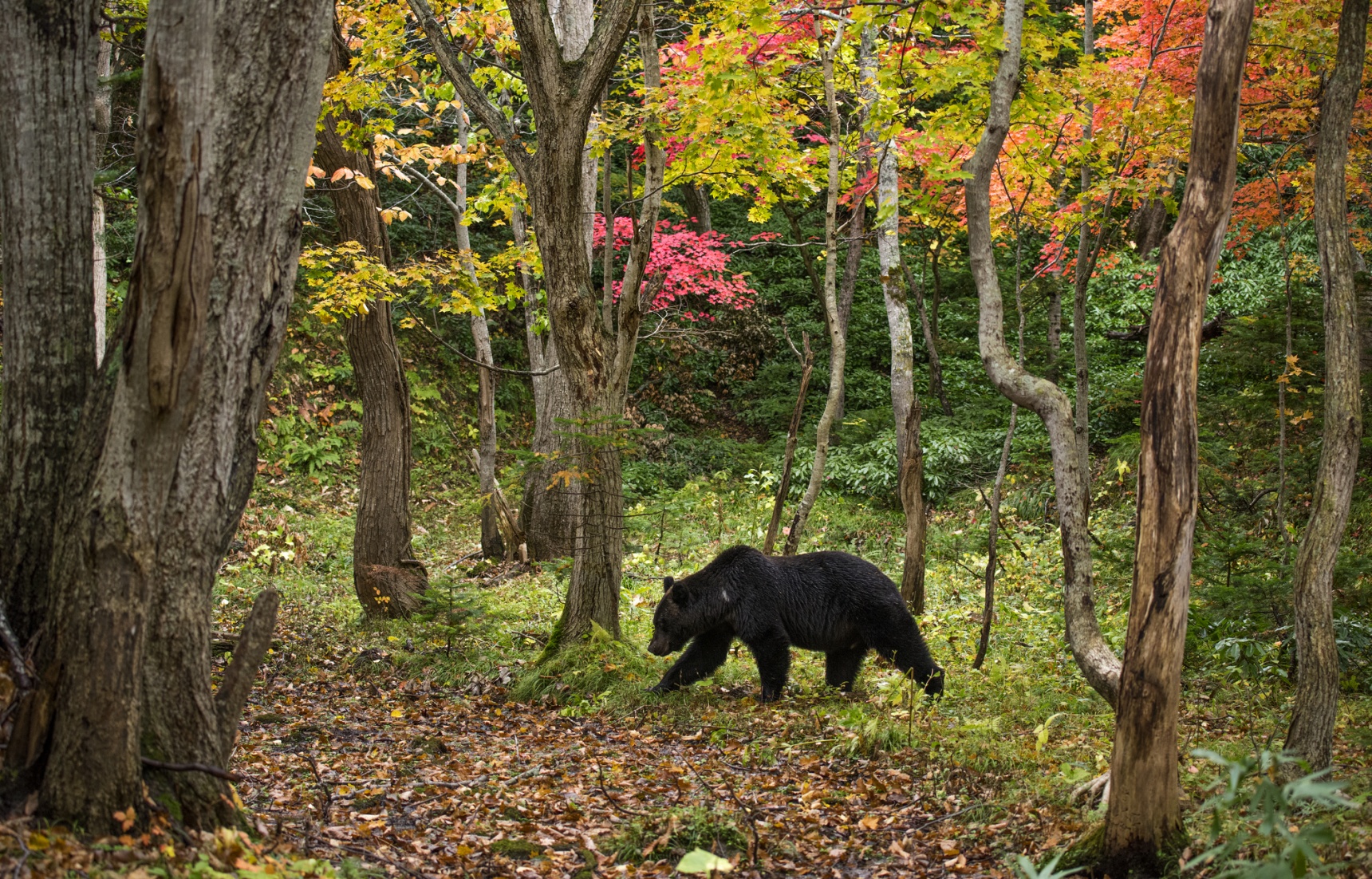 日本旅游必读：2025熊出没——从预防到自救全攻略