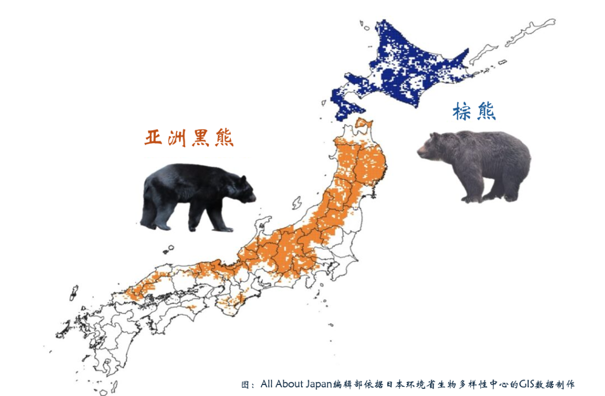熊的分布