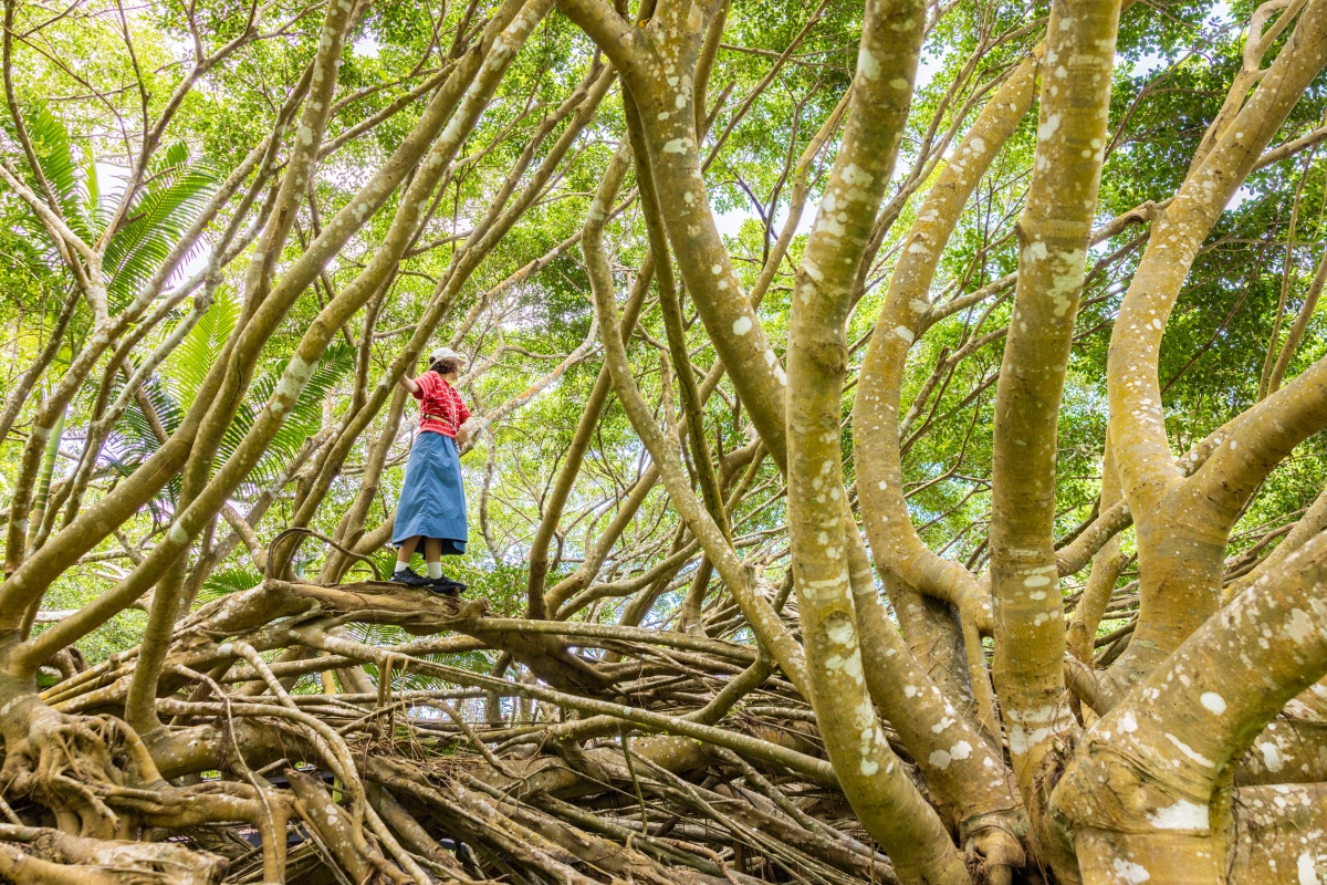 ISLAND②森と海をつなぐラグジュアリー・エコ体験（小笠原村・カナカヴィレッジ）