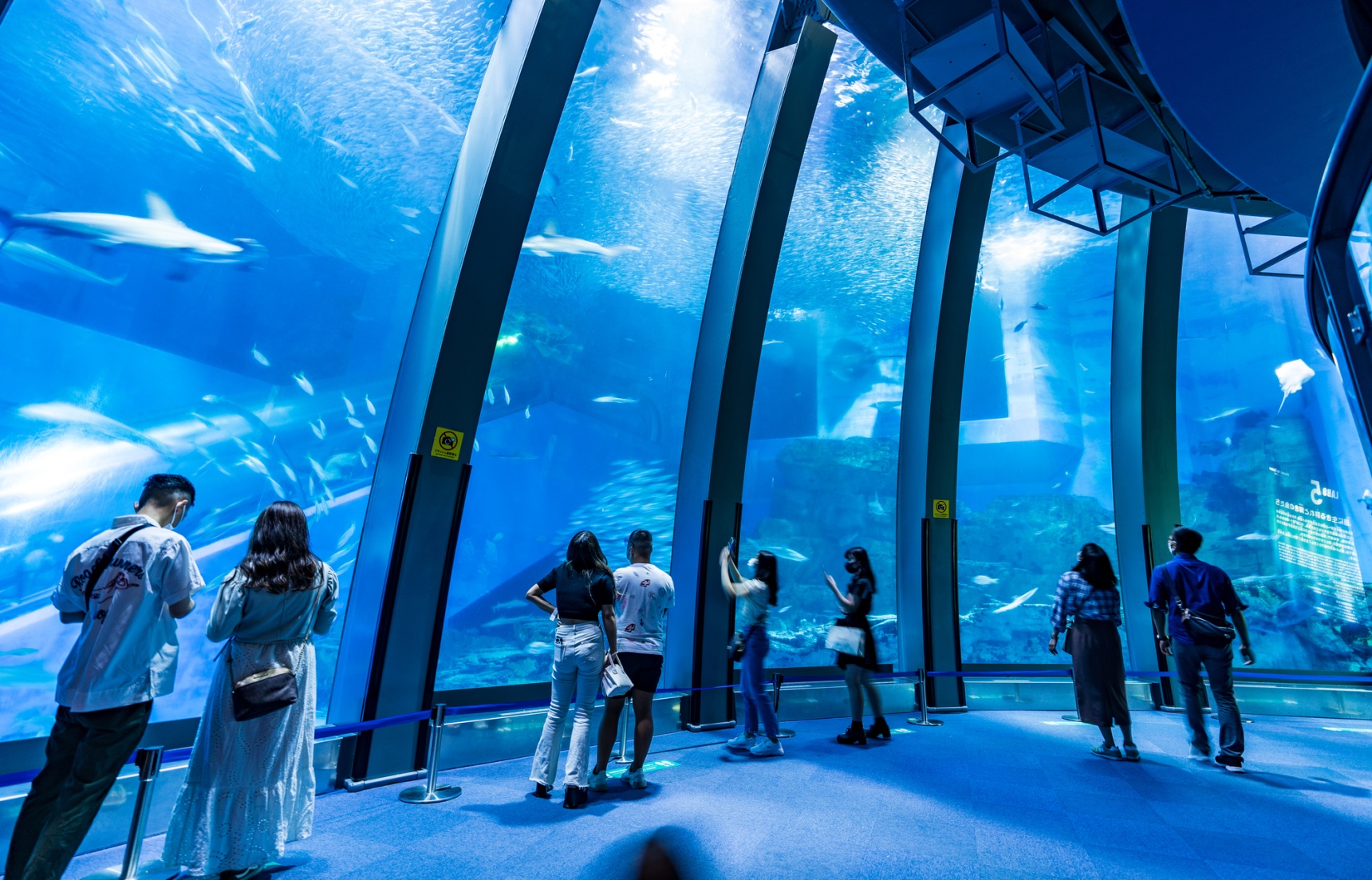 【日本自由行】海洋探索之旅：日本必訪10大水族館完全指南