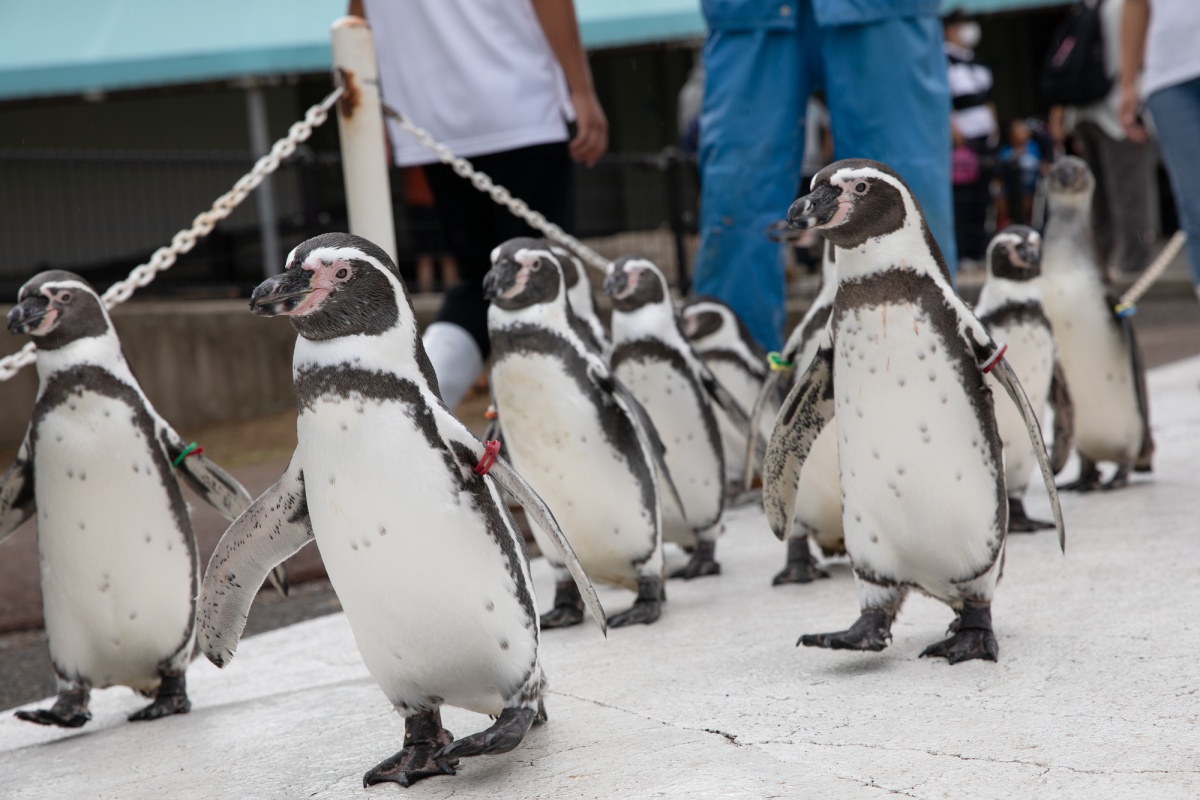 7. Echizen Matsushima Aquarium (Fukui)