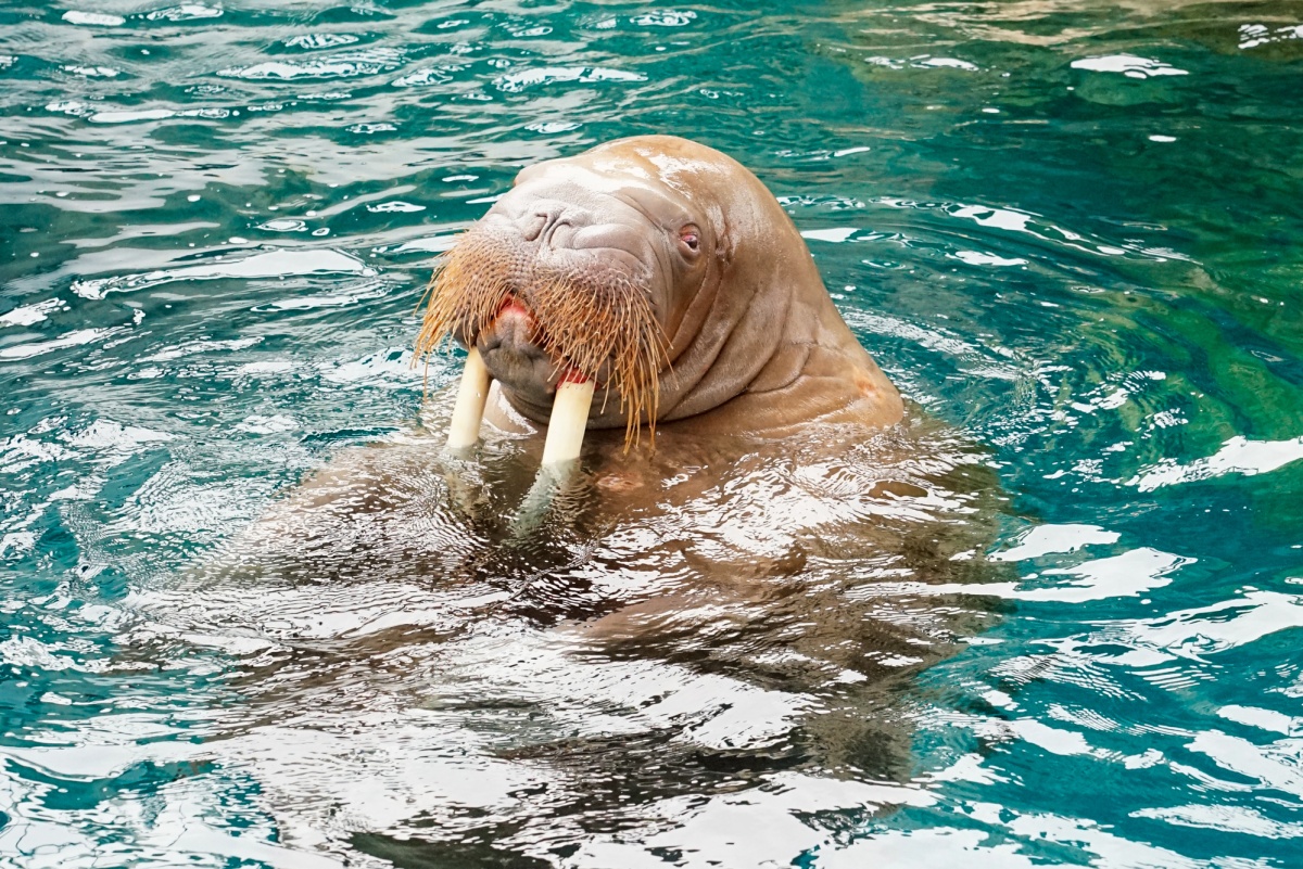 6. Oita Marine Palace Aquarium Umi-tamago (Oita)