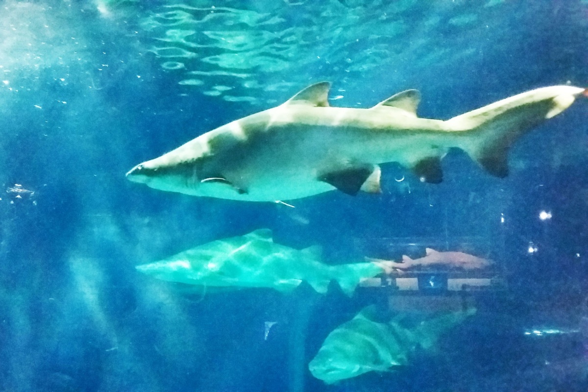 5. Aquaworld Oarai Aquarium (Ibaraki)