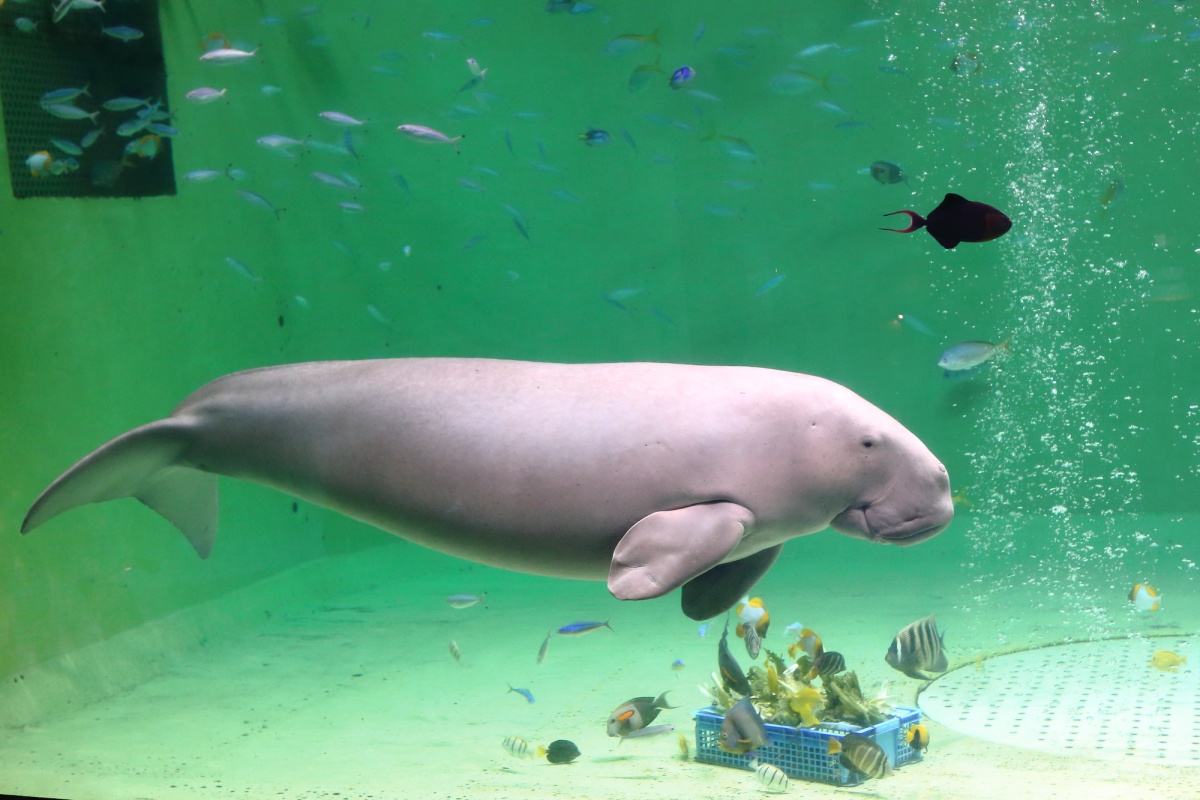 4. Toba Aquarium (Mie)