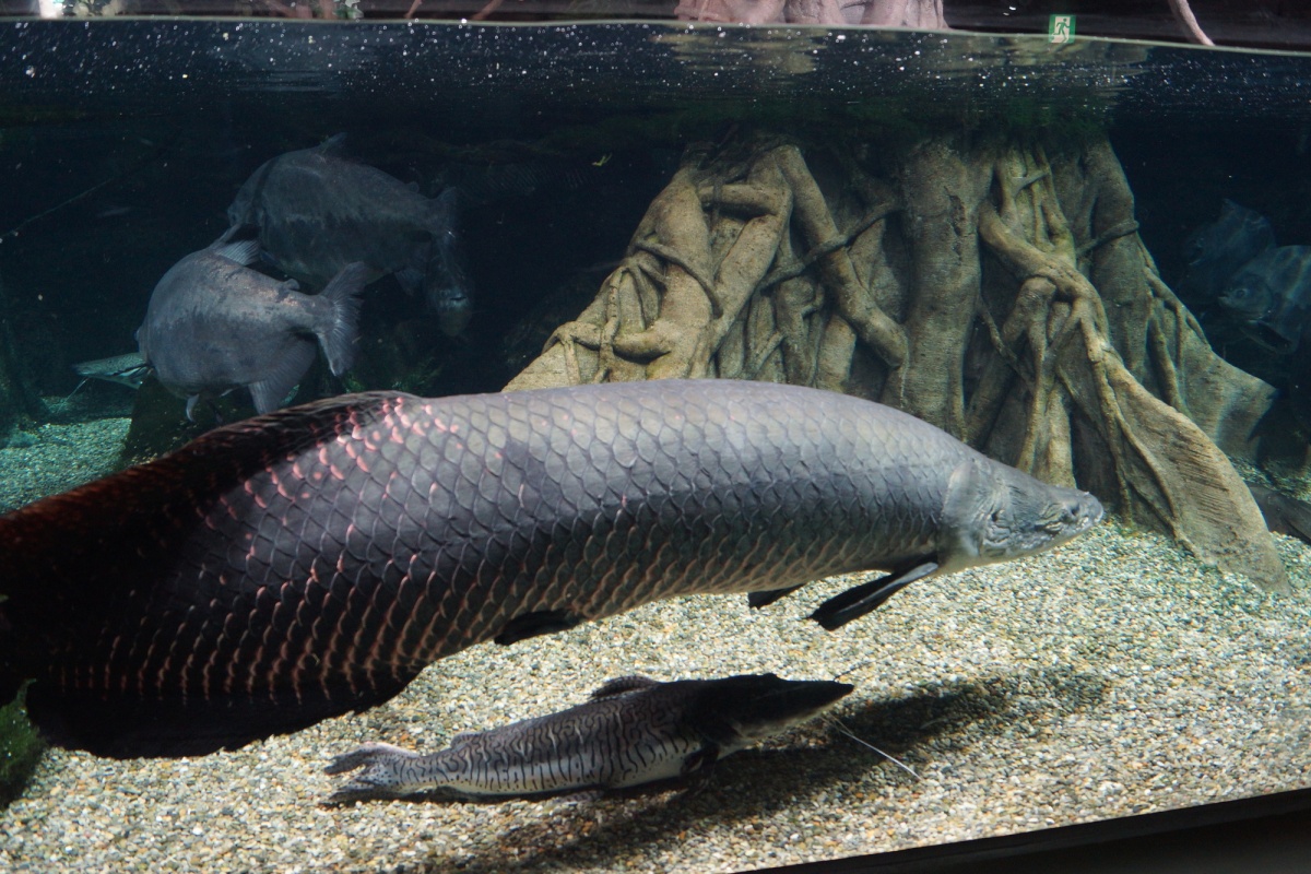 3. World Freshwater Aquarium Aquatotto (Gifu)