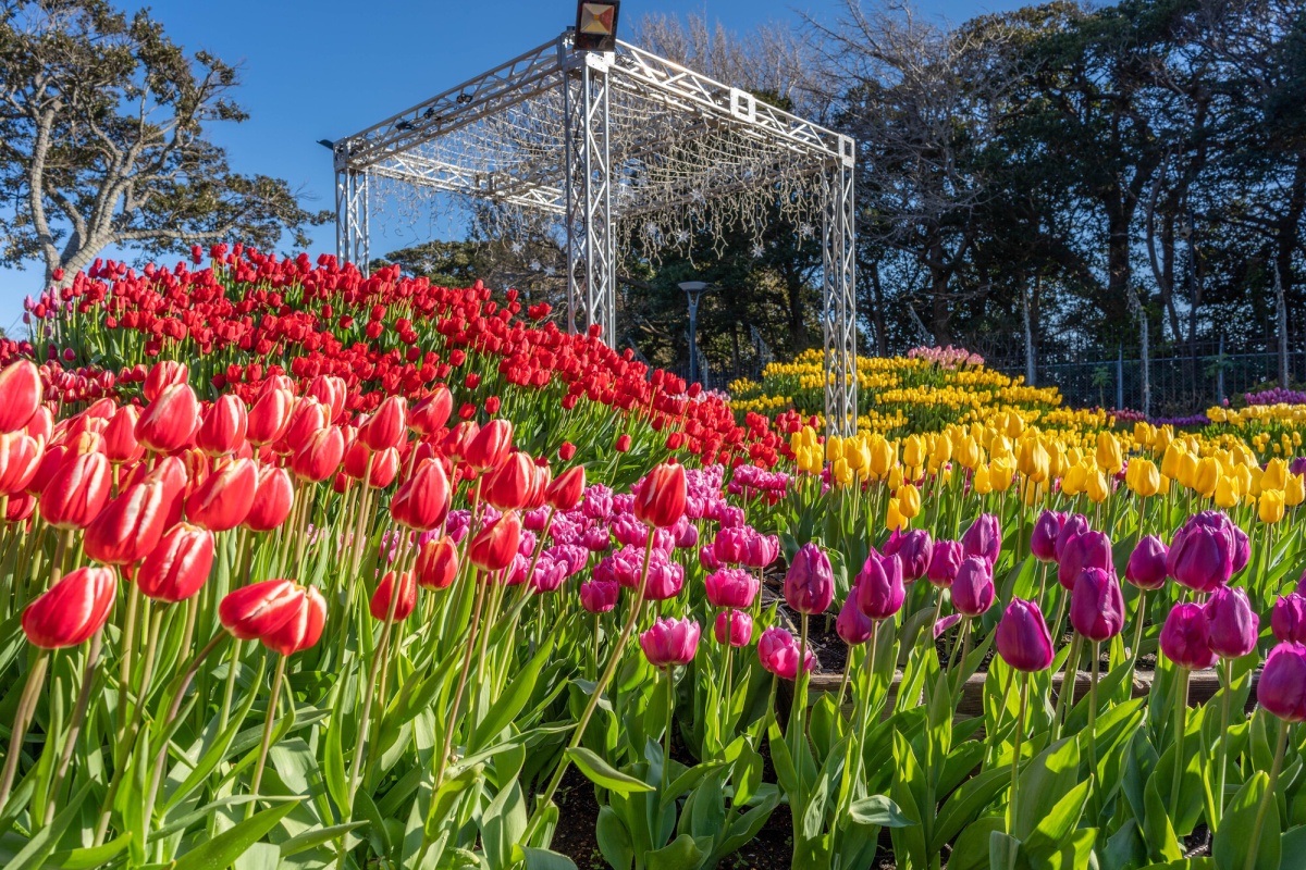 花海与光影交织的艺术之春