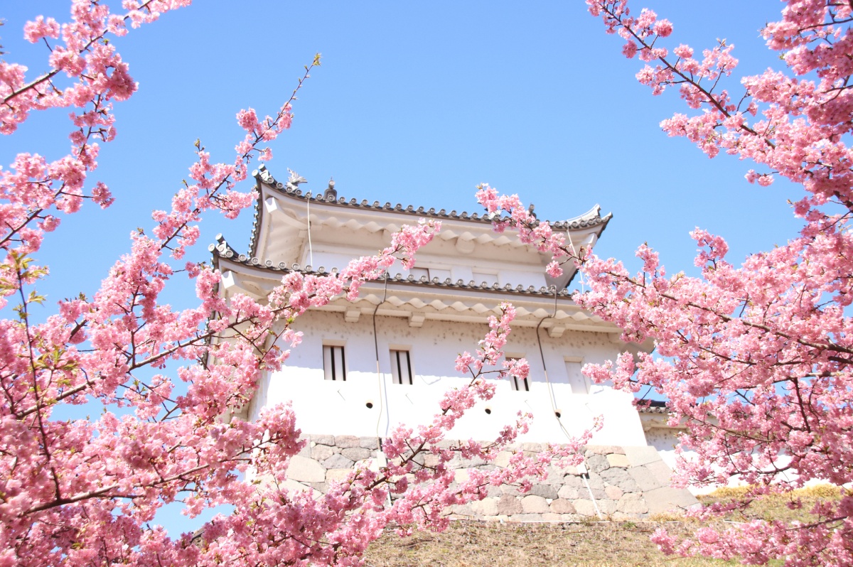 古城护城河畔的早樱风雅