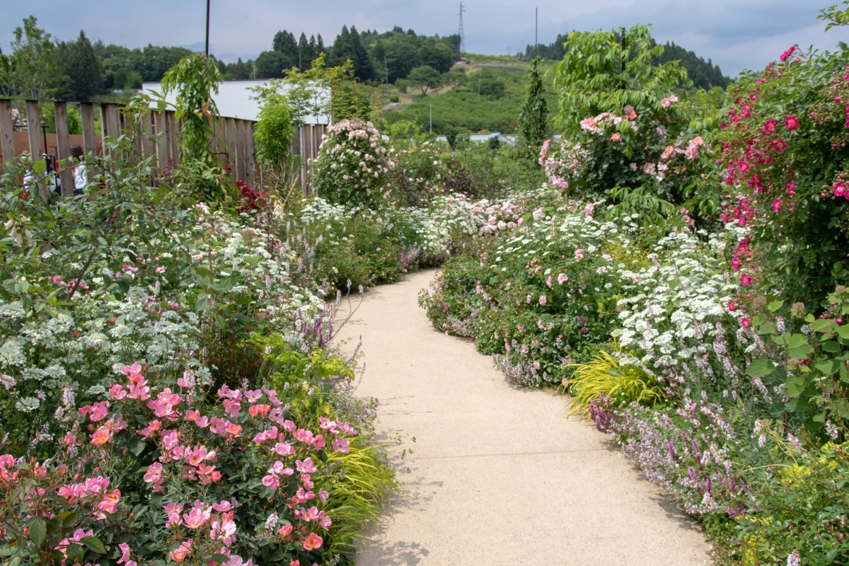 色彩斑斓的花桃丘陵隧道